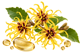 Aloe Vera Extract